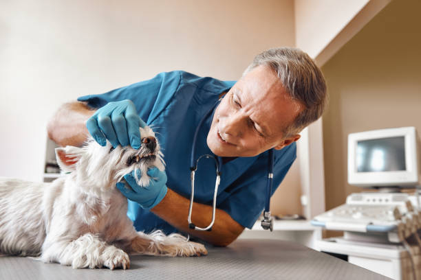 Best Emergency Dental Care for Trauma or Injury in Briggs, OK